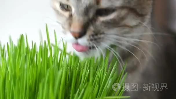 快乐猫吃新鲜绿草视频