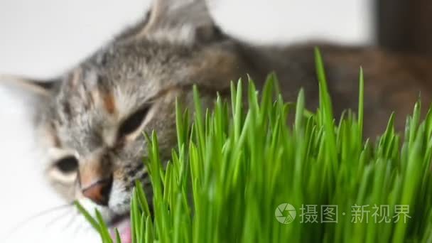 快乐猫吃新鲜绿草视频