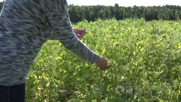 农民女人手收获成熟豌豆荚在农村农场种植园。4 k