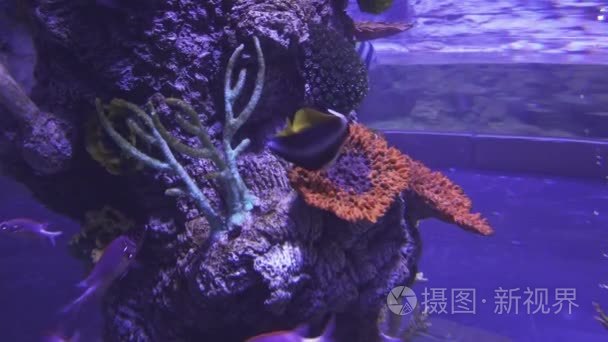 美丽的盐水水族馆珊瑚、 热带鱼素材视频