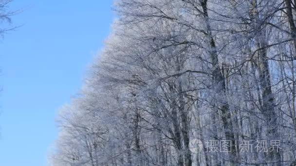冷冻的树冠上蓝蓝的天空背景