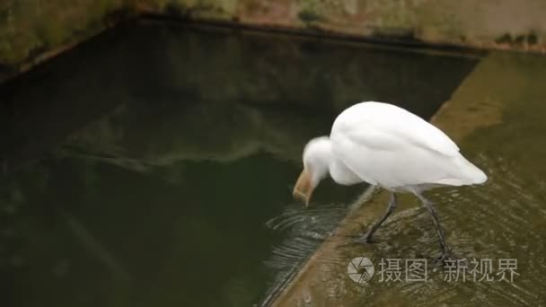 牛背鹭鹭世界广布种集群，宜必思。白鸟喝水。马来西亚