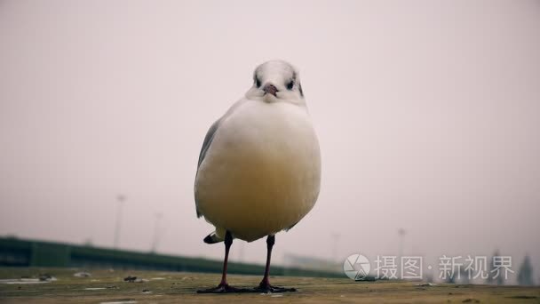 桥上的海鸥