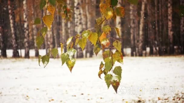 在冬季公园降雪视频