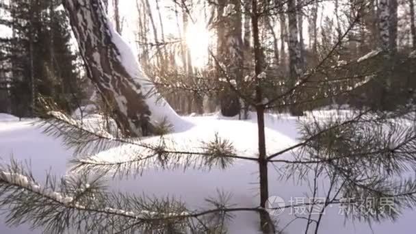 冬天森林里的雪树