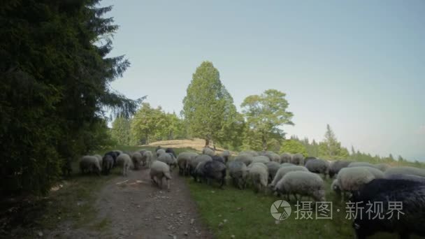 山绵羊是美丽的山视频