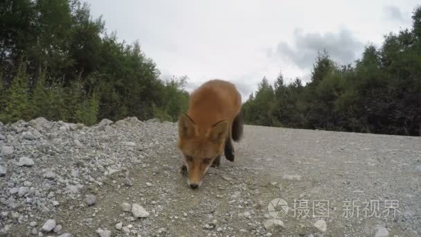 美丽野生红狐狸咬相机路上视频