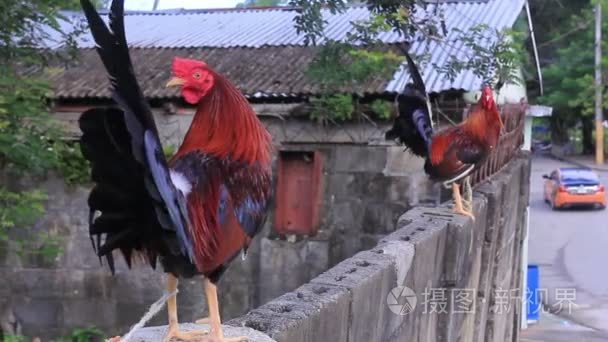 多彩可爱公鸡骑墙扇动的翅膀视频