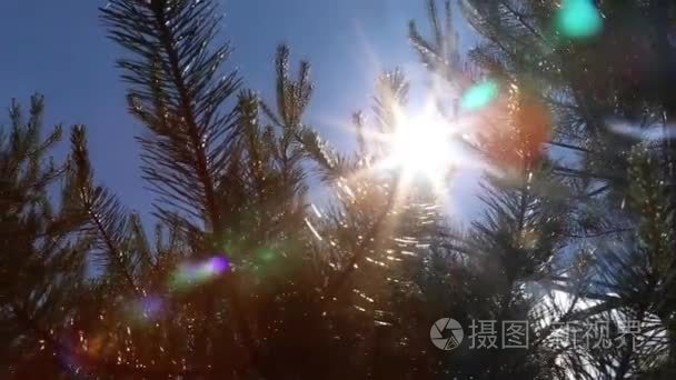一缕阳光照射在一棵松树视频