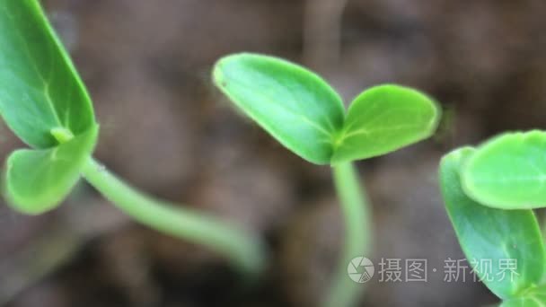 种植蔬菜辣椒植物后太阳视频