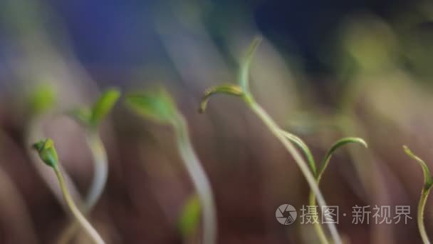 种植蔬菜番茄植物芽旋转