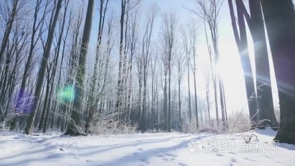走在寒冷的冬天森林广角视频