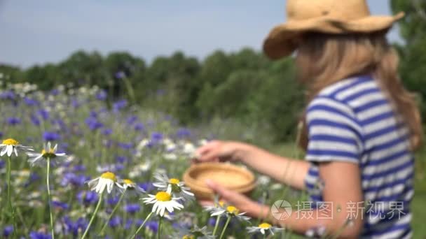 中医女人摘雏菊花矢车菊在夏天领域之间。4 k