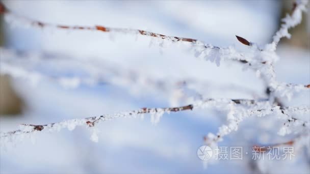 磨砂光秃的树分支在冬天背景视频
