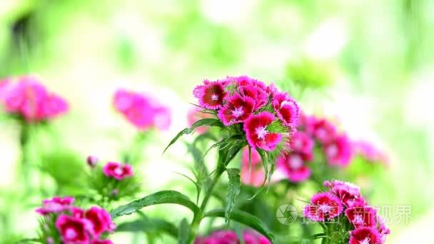 香石竹花和雨视频