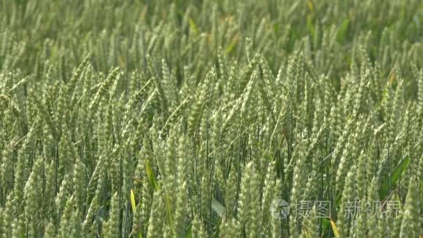 小麦黑麦耳移动在风中农村农业领域。4 k