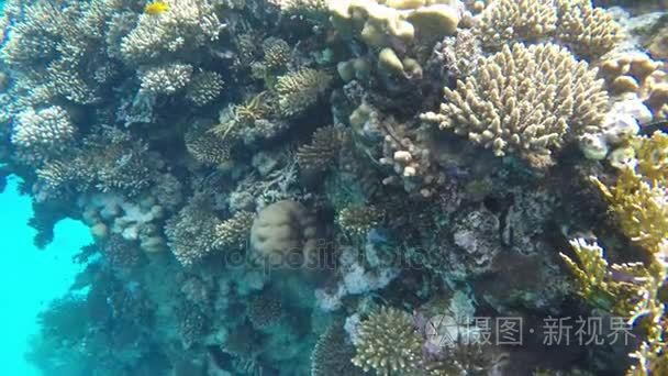 植物区系和动物区系的珊瑚礁视频