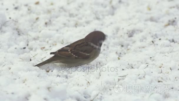 在雪树麻雀视频