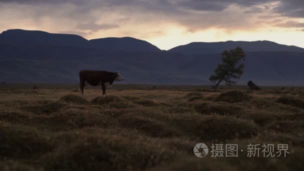 一个白色和棕色奶牛放牧秋场与背景山脉在晚上