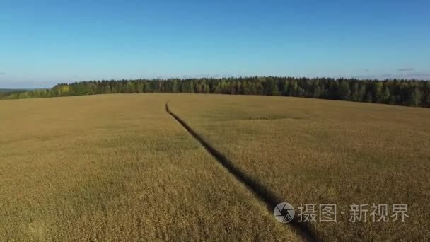 4 k.飞行和起飞以上成熟的玉米田与道，鸟瞰全景图