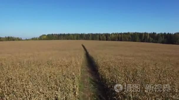 飞行以上成熟的玉米田与肮脏的路面，鸟瞰全景图