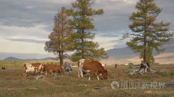 牛羊群放牧秋场的山脉在松树之间的背景