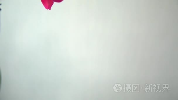 光背景上的粉红色兰花视频