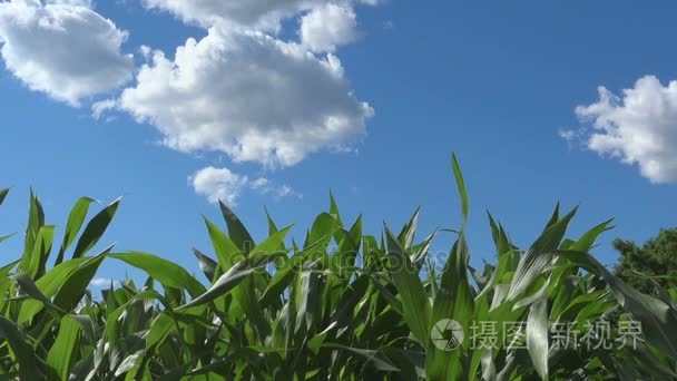 绿色玉米田、 有机食品和农业耕作
