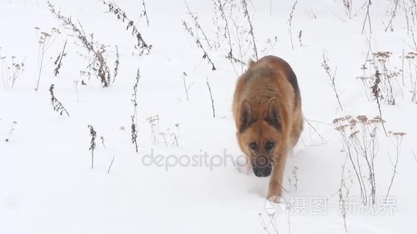 在雪中的德国牧羊犬视频