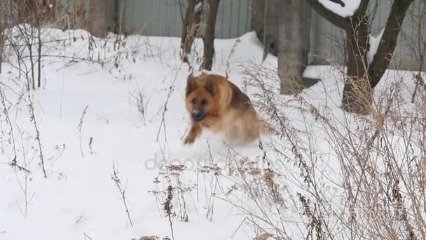 牧羊人享受玩雪的冬天