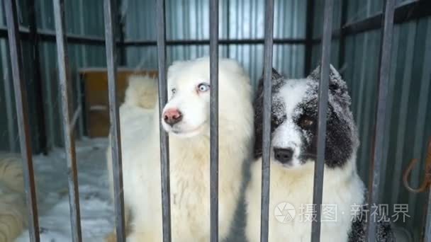 西伯利亚雪橇犬坐在笼子里视频