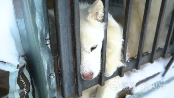 西伯利亚雪橇犬坐在笼子里视频