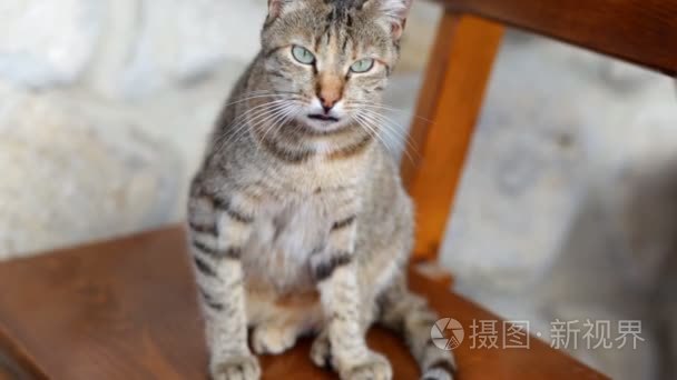 绿眼睛的虎斑猫