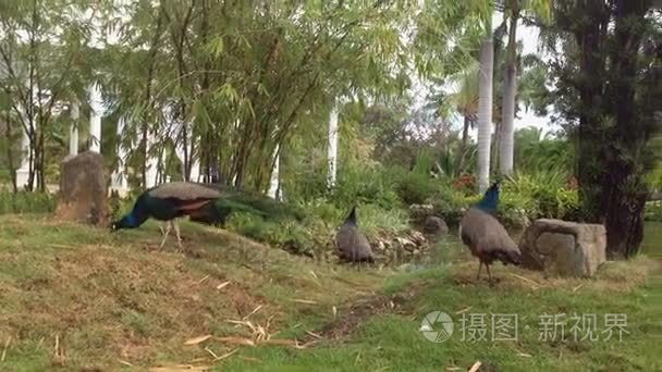 孔雀在草地上视频
