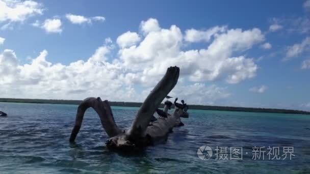 抢着大量的鸟类在海边的树视频