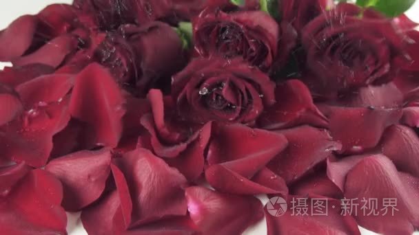 红玫瑰花束水珠落到花瓣慢动作素材视频背景