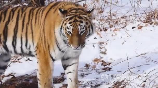 西伯利亚虎经过冬季森林视频