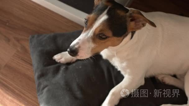 杰克罗素梗犬躺在他的地方视频