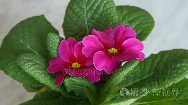 花园的樱草花开花视频