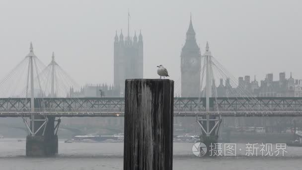 海鸥站在背景的桥梁和大笨钟