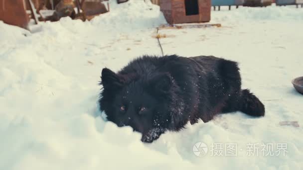 俏皮年轻的混血狗雪链上。狗窝