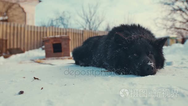 俏皮年轻的混血狗雪链上。狗窝