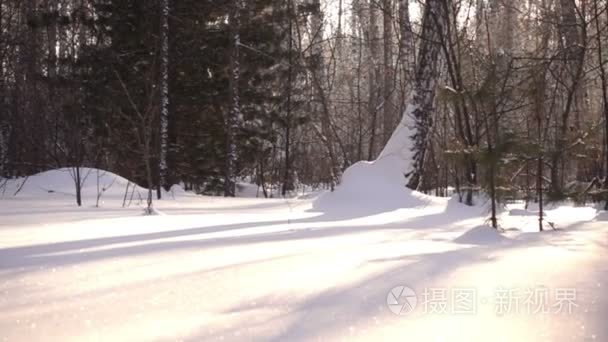 冬天森林里的雪树