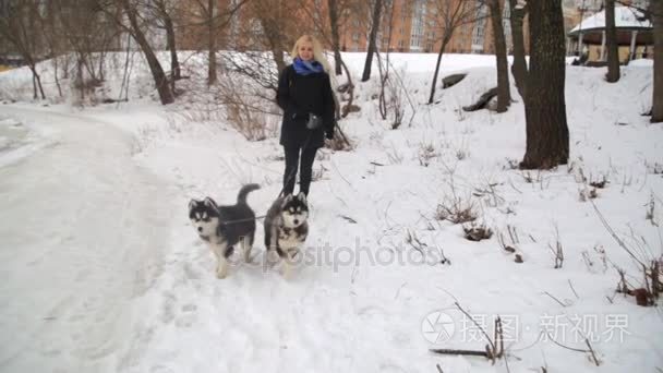 冬季景观与玩哈士奇雪橇犬狗以外的金发女孩