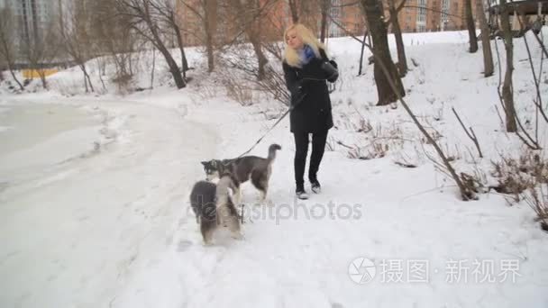 冬季景观与玩哈士奇雪橇犬狗以外的金发女孩