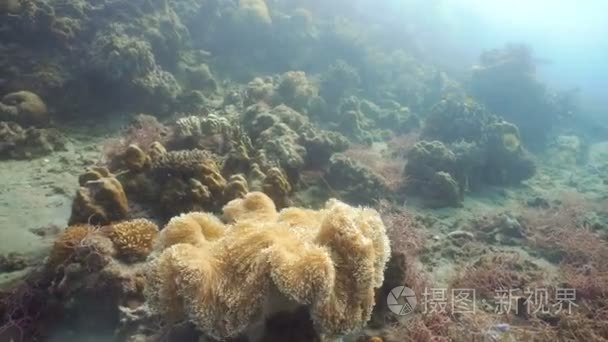 在海洋中的海葵视频