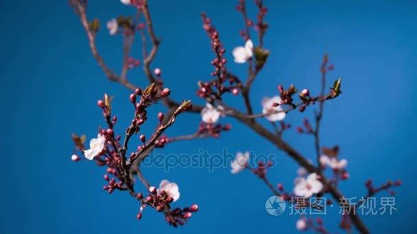 春天樱花粉红色的花盛开枝头视频