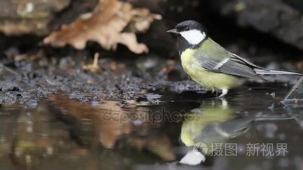 大山雀在池塘里洗视频