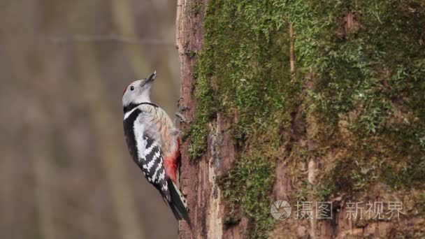 中间的大斑的啄木鸟在树上视频