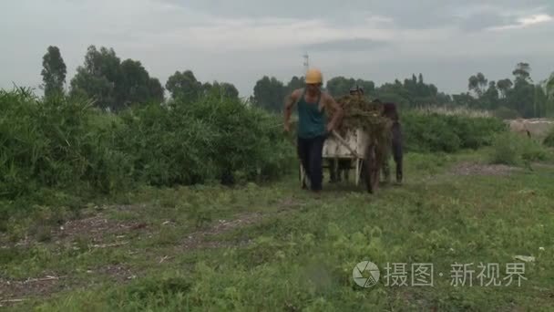 拉车与肥料在村子里的男人视频